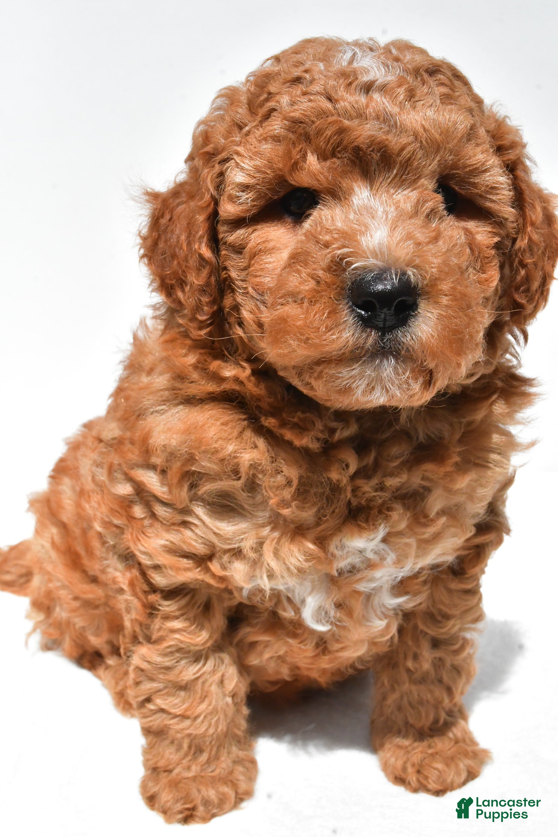 Mini Goldendoodle dogs for sale: Easton  - Ad 3