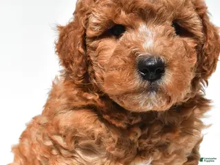 Mini Goldendoodle dogs for sale: Easton - Ad 3