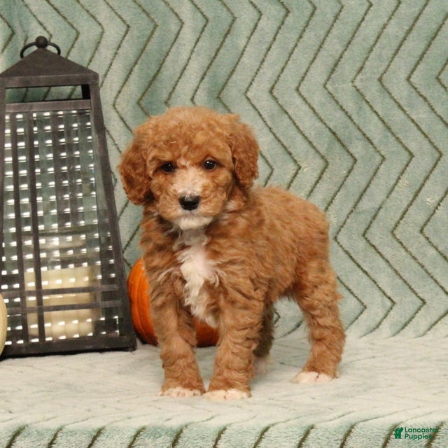 Miniature Poodle dogs Gracie - Ad 2