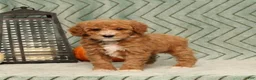 Miniature Poodle dogs for sale: Gracie - Ad 2