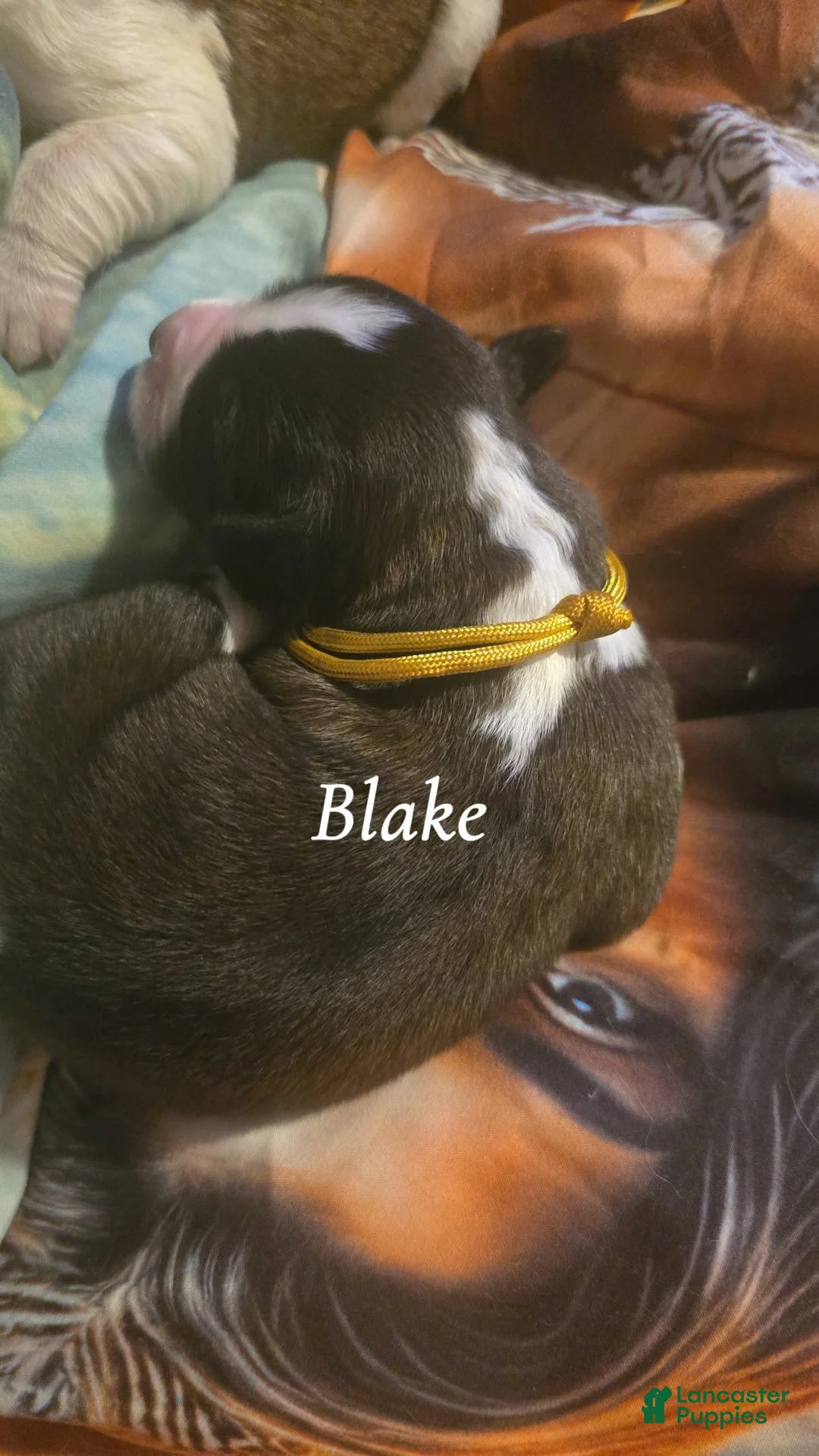 Saint Bernard dogs for sale: Blake  - Ad 2