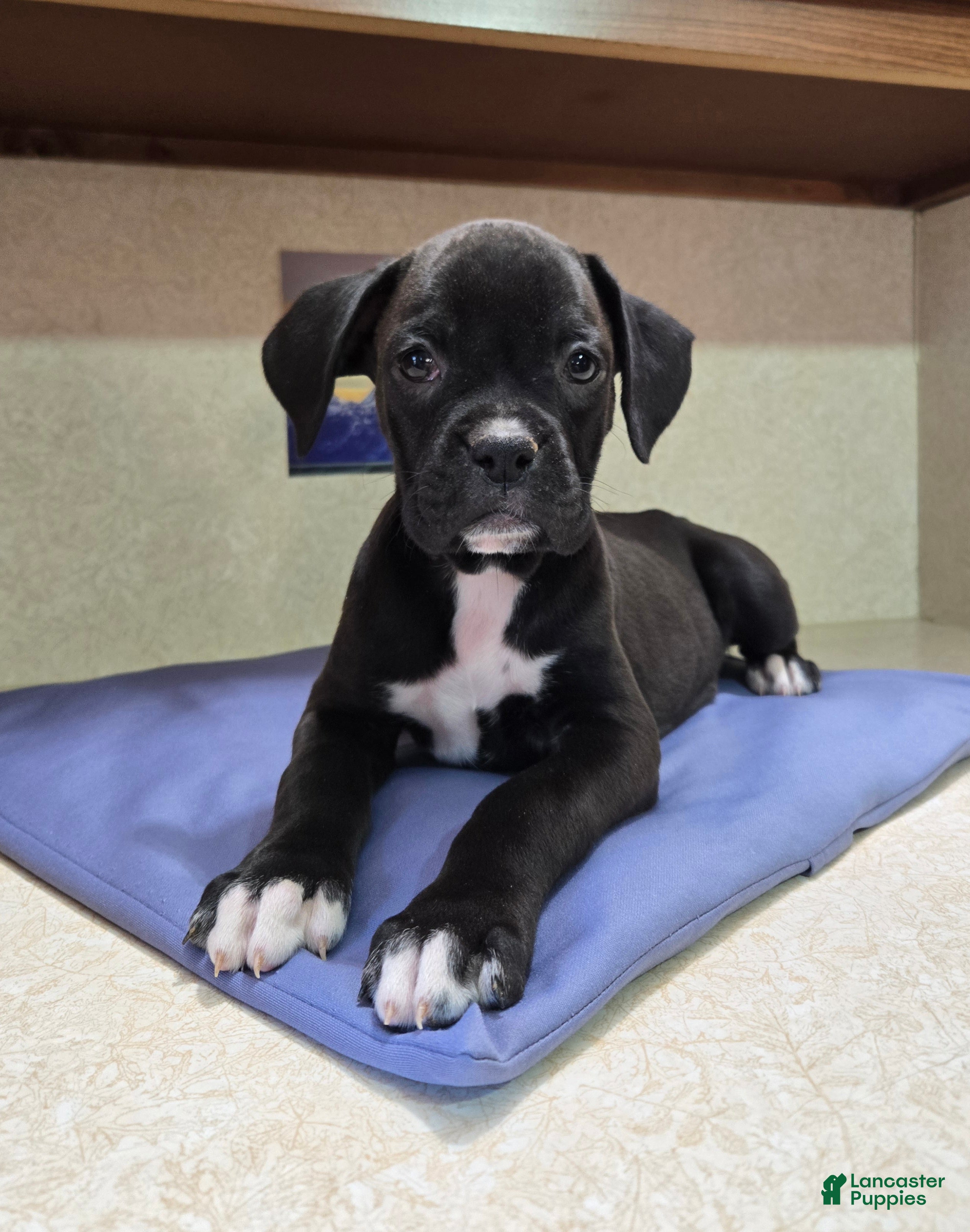 Boxer dogs Chrissy - Ad 2
