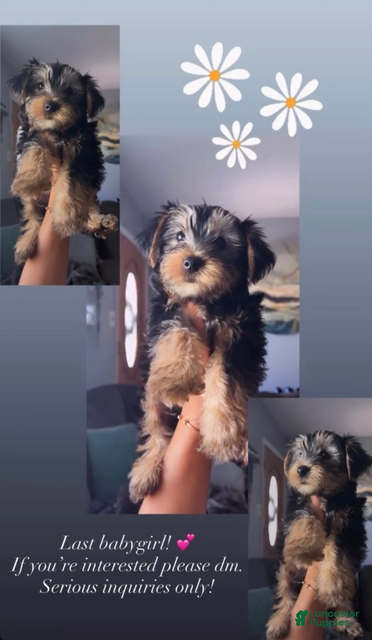 Yorkshire Terrier dogs Yorkshire Terrier Puppy 1 - Ad 14