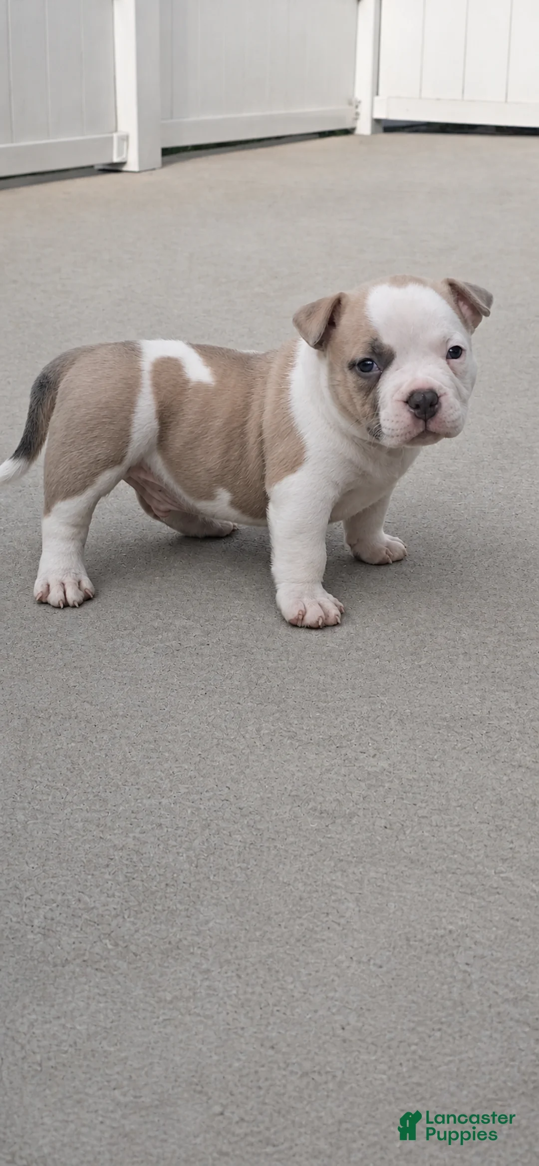 American Bully dogs for sale: American Bully Puppy 1 - Ad 2