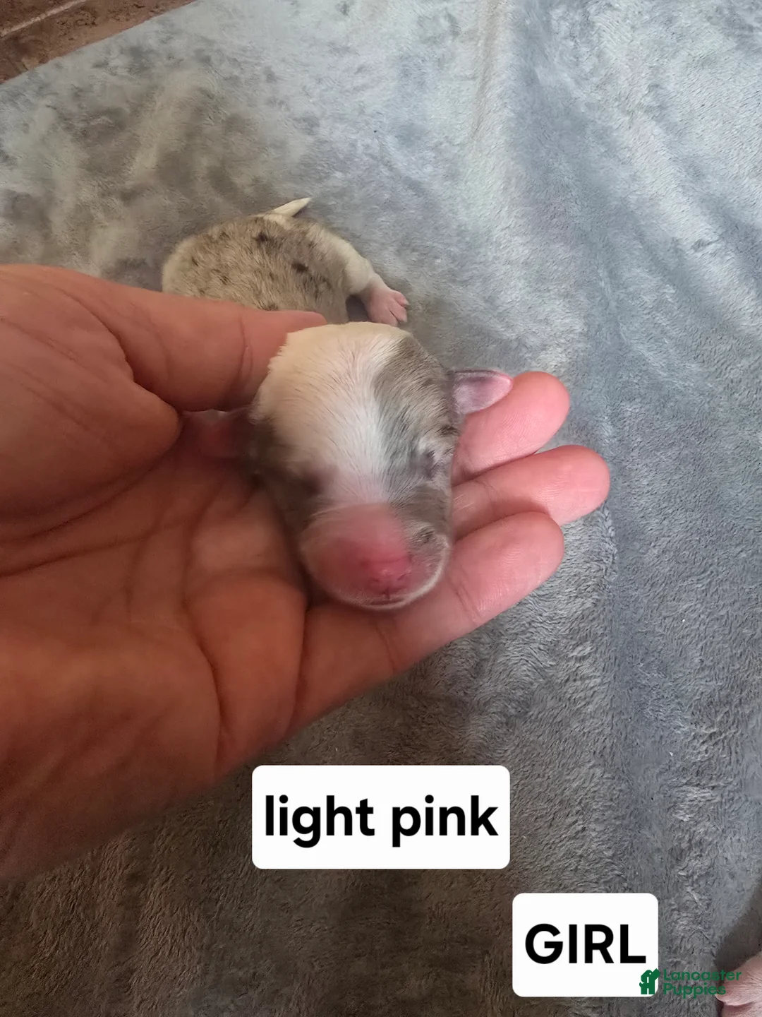 Sheepadoodle dogs for sale: Rose-light pink - Ad 2