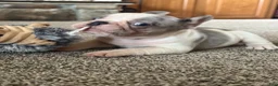 French Bulldog dogs for sale: French Bulldog 2 Lucy - Ad 3