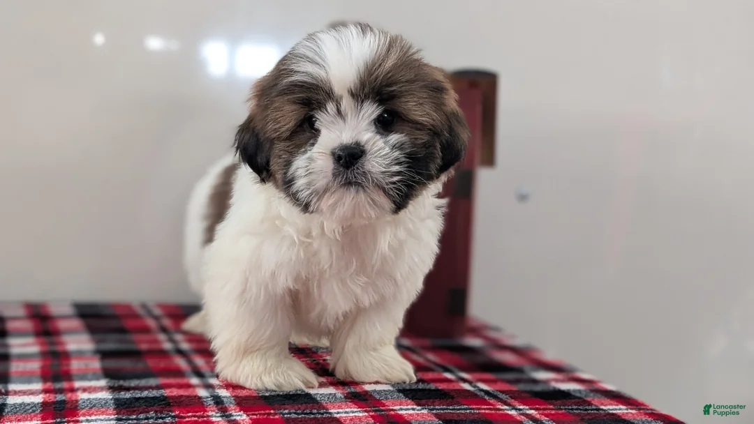 Shih Tzu dogs for sale: Carter  - Ad 8