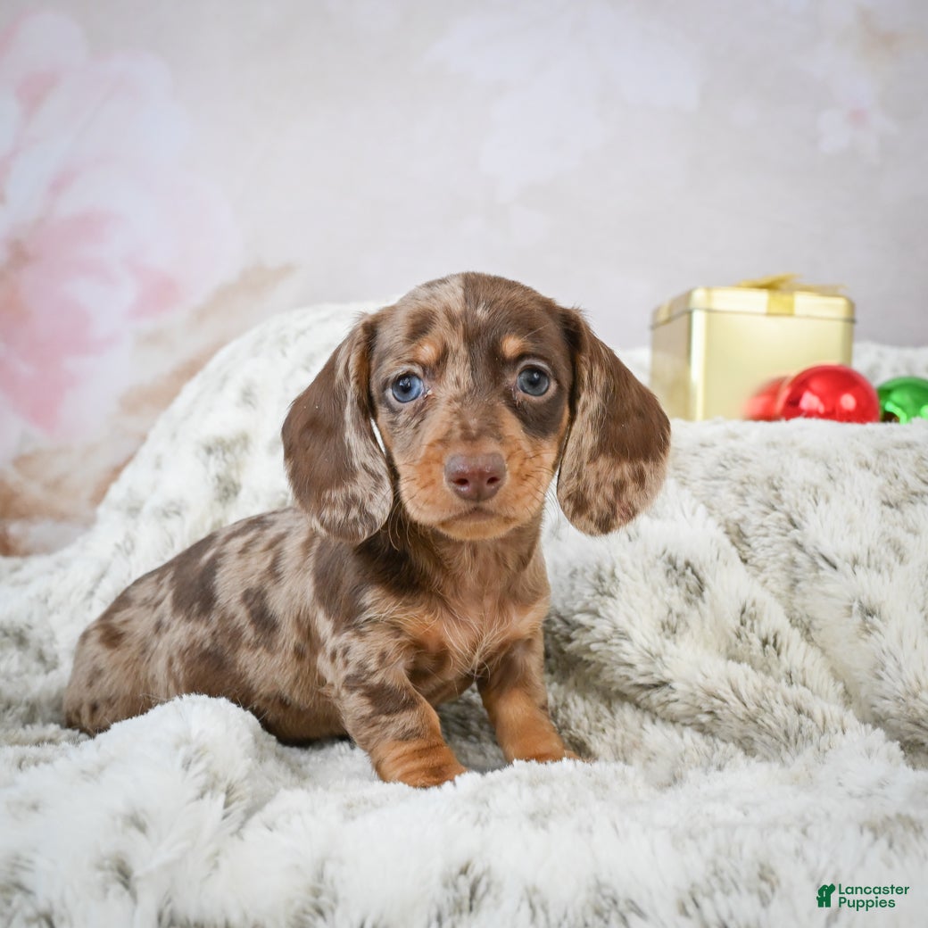 Miniature Dachshund dogs Elenore - Ad 18