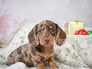 Miniature Dachshund dogs Elenore - Ad 18