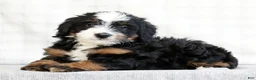 Mini Bernedoodle dogs for sale: Reid - Ad 4