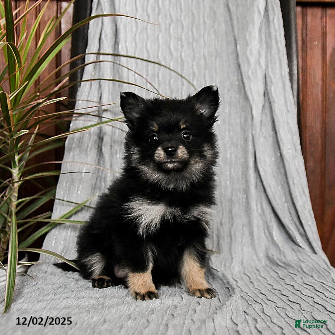 Pomeranian dogs for sale: Maggie - Ad 2