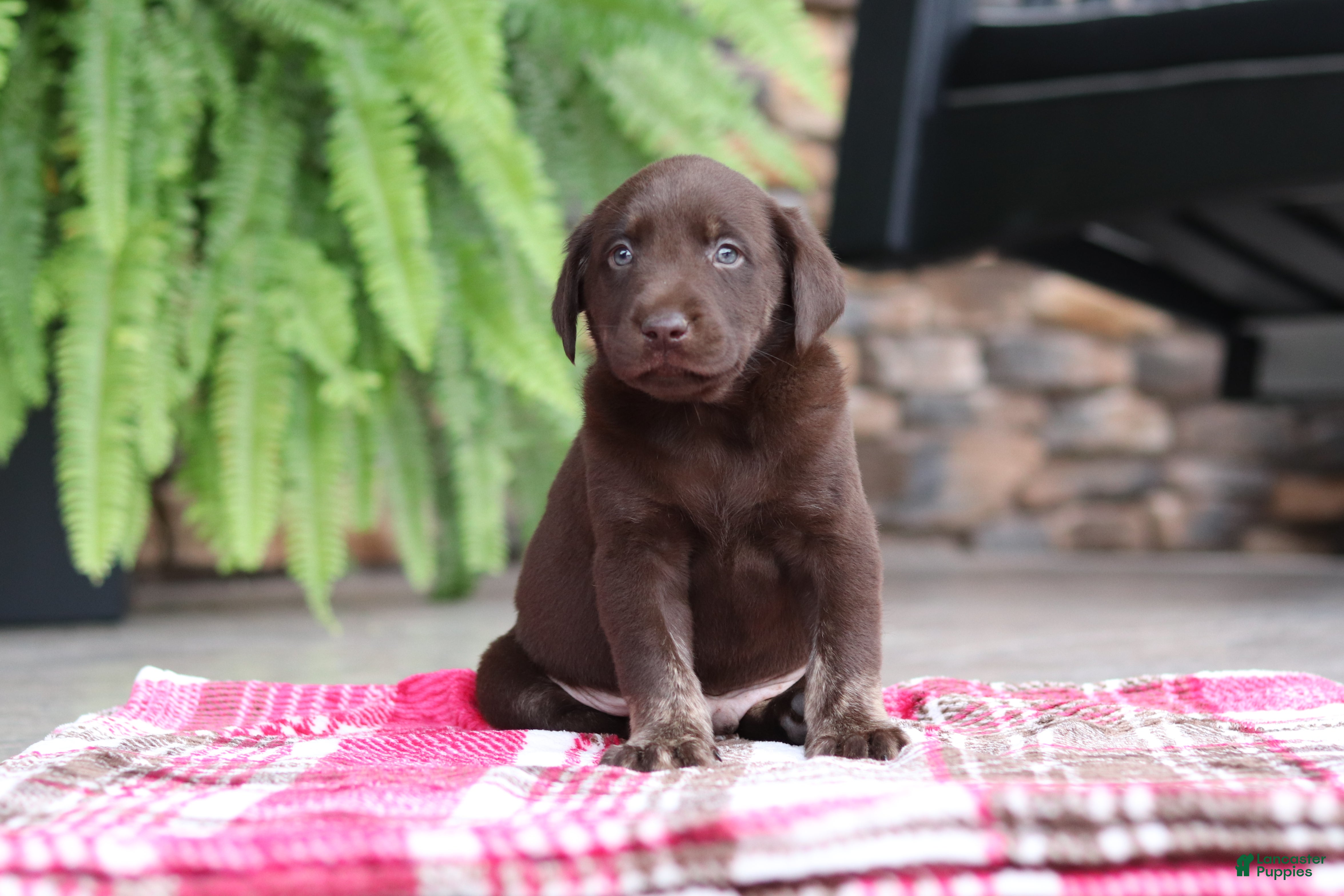 Labrador Retriever dogs Charlie - Ad 1