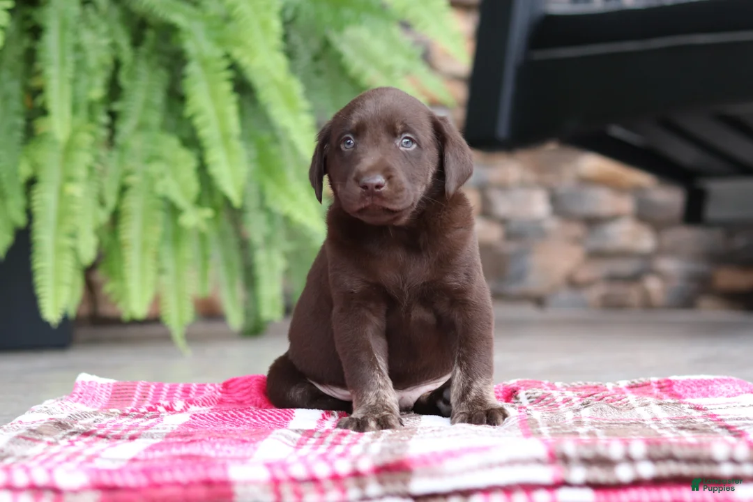 Labrador Retriever dogs for sale: Charlie - Ad 1