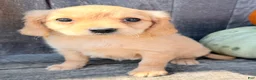 Miniature Golden Retriever dogs for sale: Willow Female Mini Golden Retriever - Ad 5