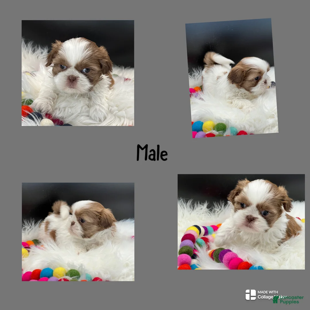 Shih Tzu dogs for sale: Milo - Ad 1