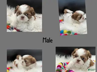 Shih Tzu dogs Milo - Ad 1