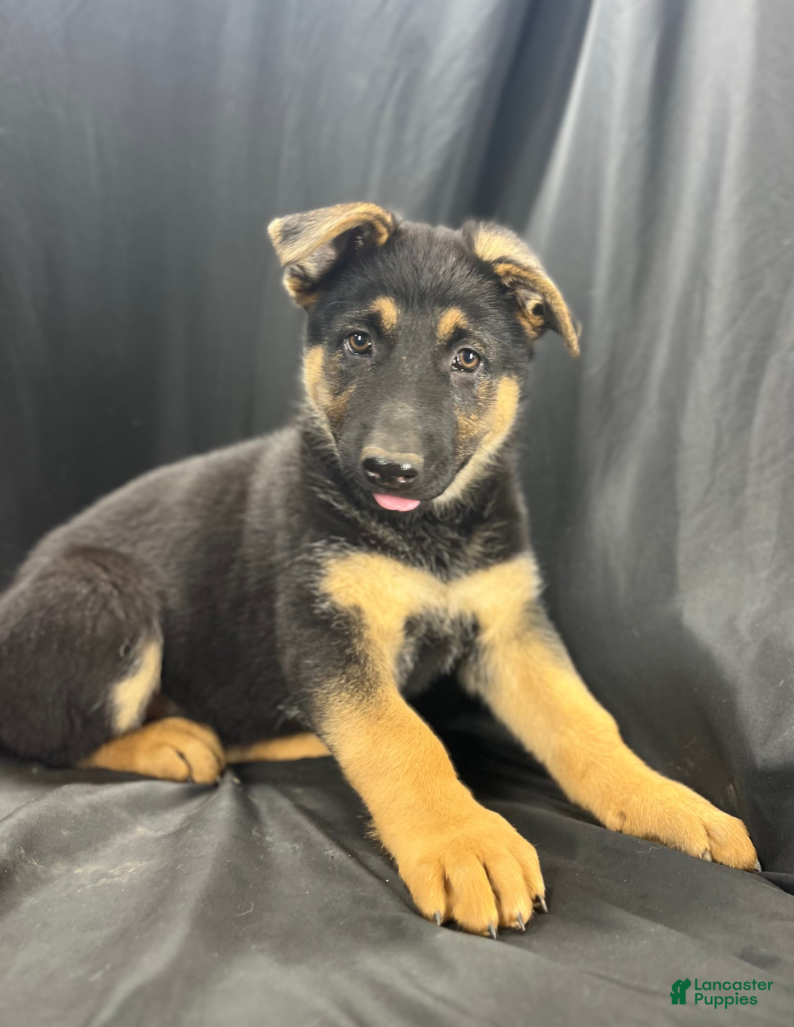 German Shepherd dogs Shadow - Ad 2