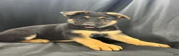 German Shepherd dogs for sale: Shadow - Ad 2