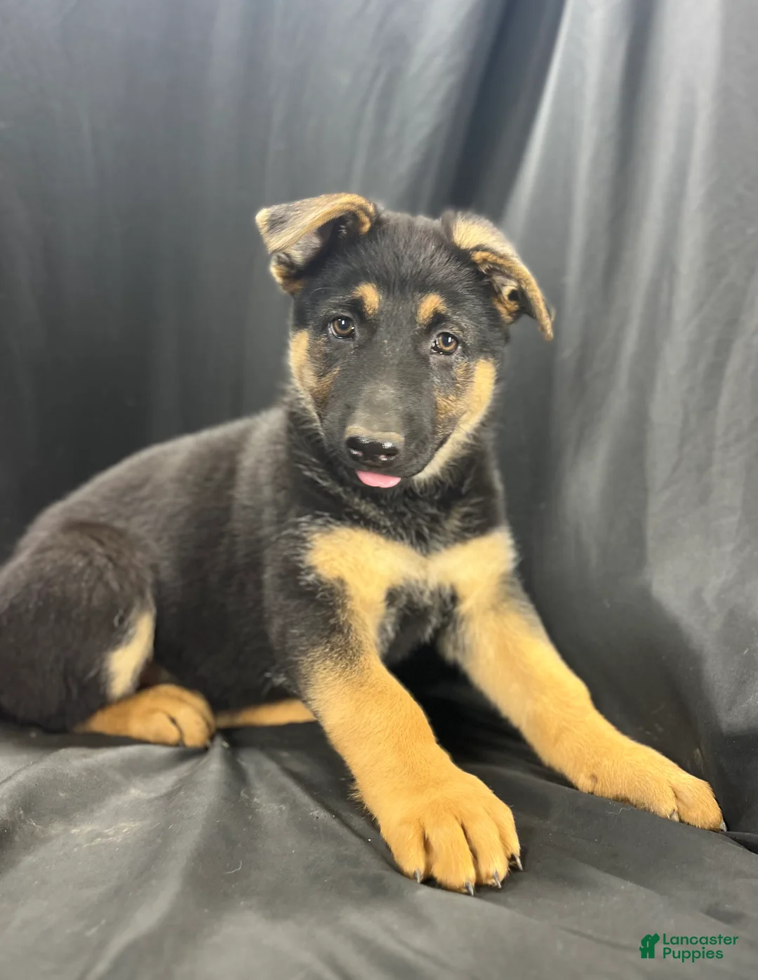 German Shepherd dogs for sale: Shadow - Ad 2