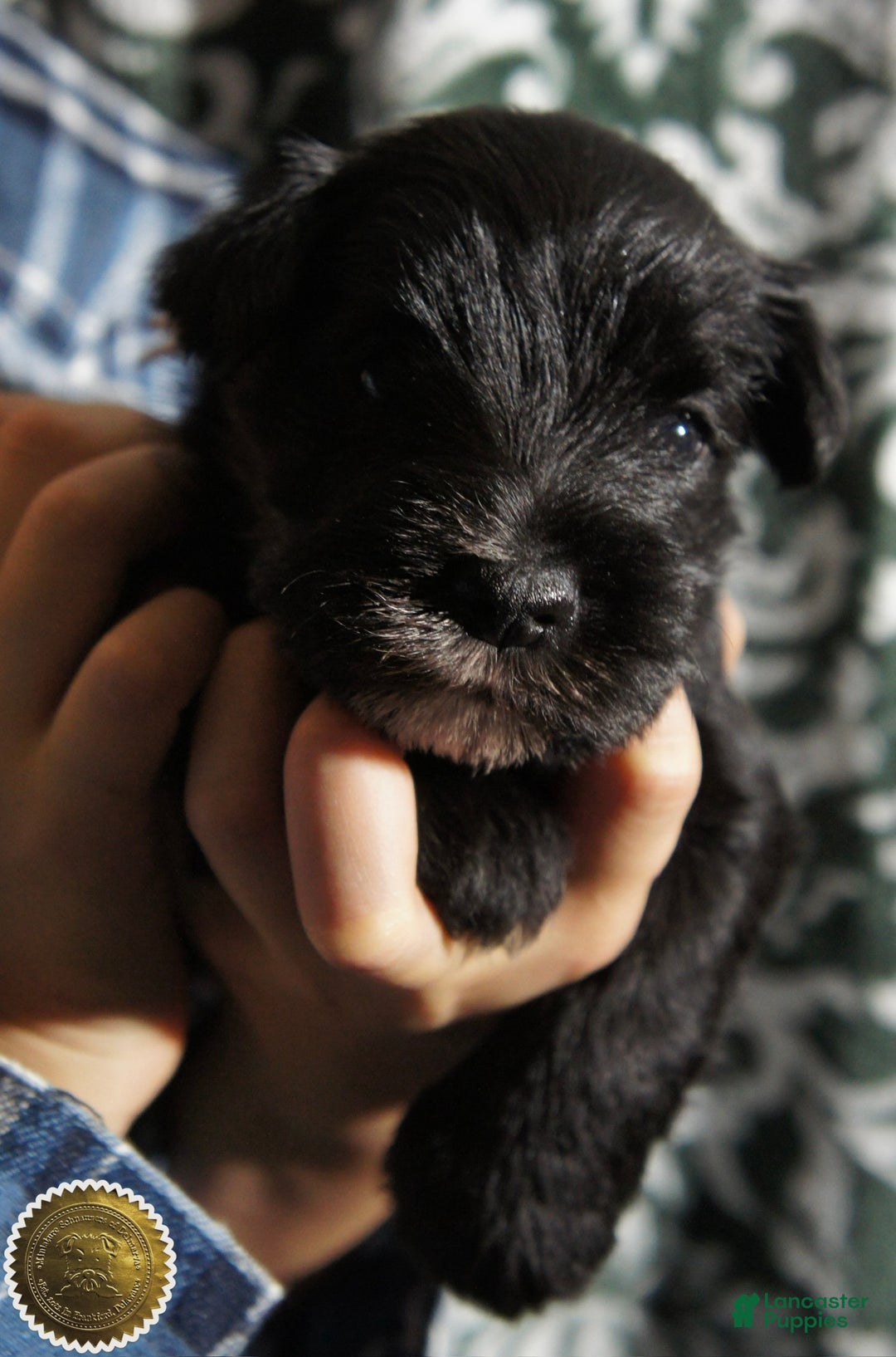 Miniature Schnauzer dogs for sale: Chloe - Ad 9