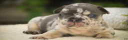 French Bulldog dogs for sale: Sawyer French Bulldog  - Ad 6