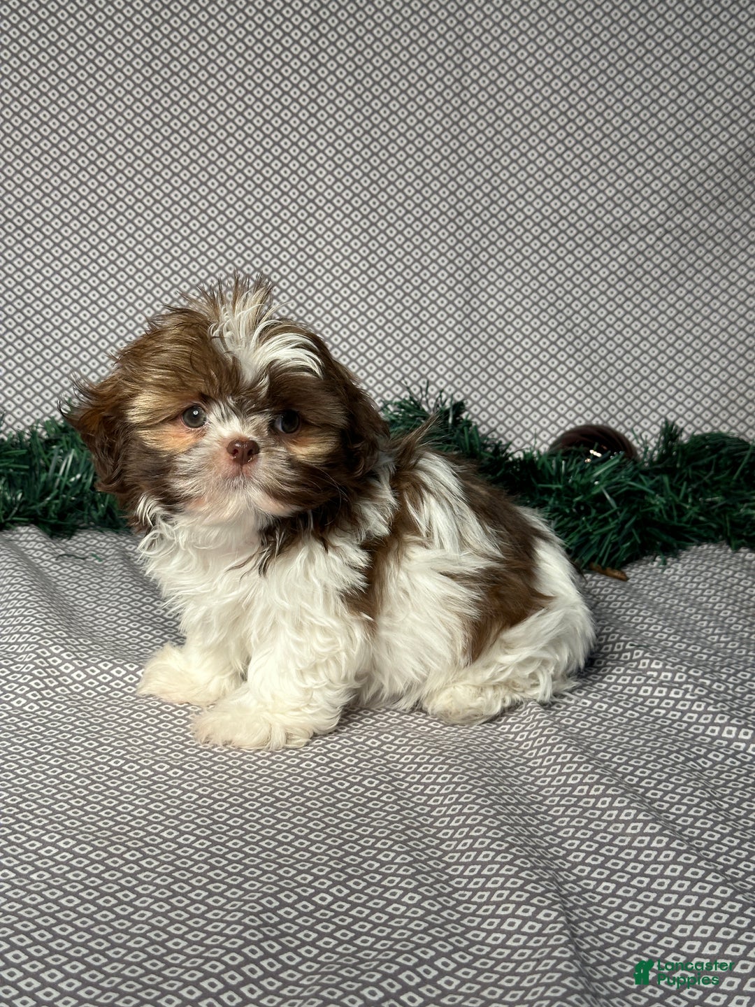 Shih Tzu dogs for sale: Dakota - Ad 2