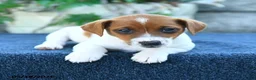 Jack Russell Terrier dogs for sale: Jackie - Ad 5