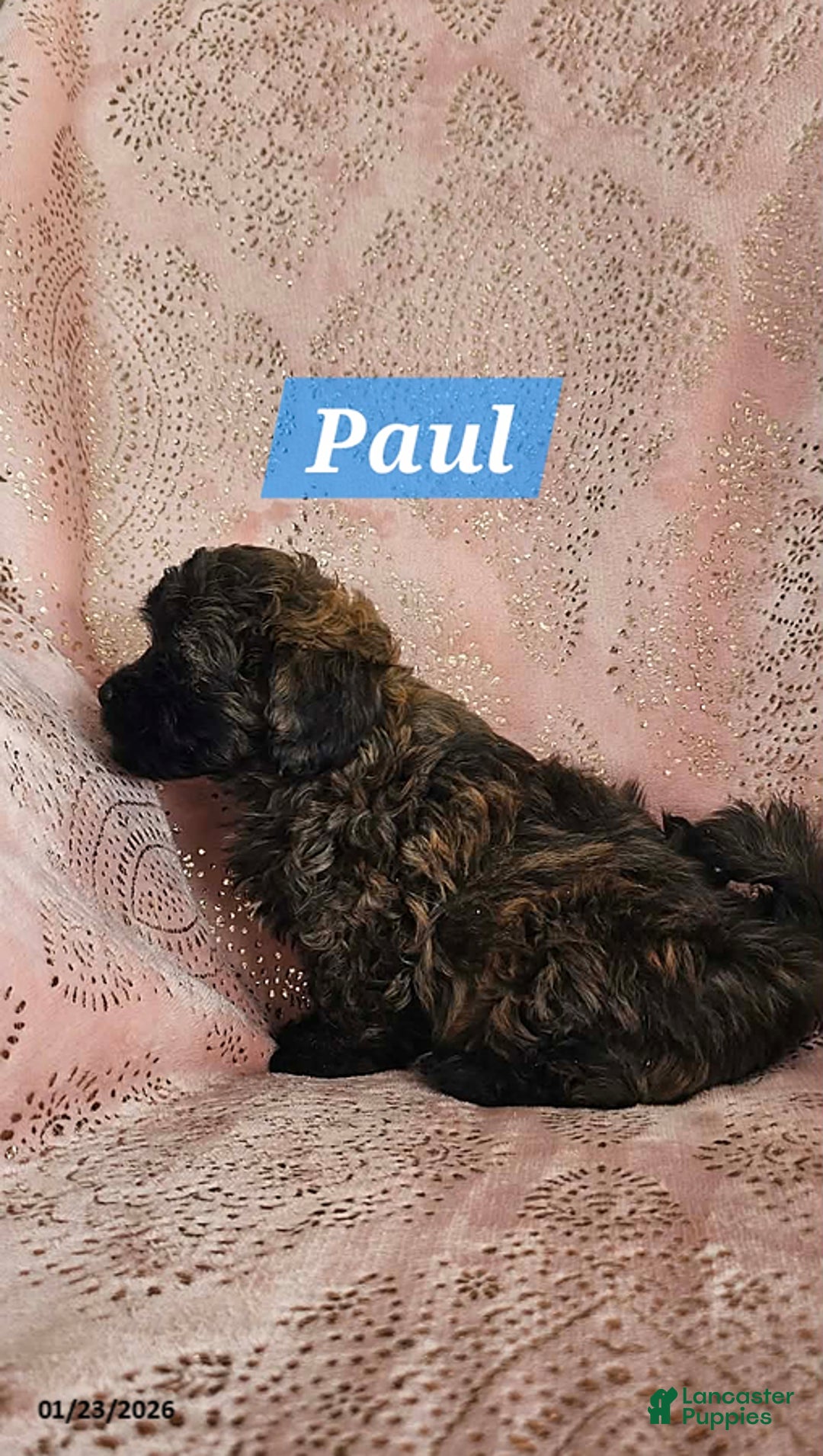 Shihpoo dogs for sale: Paul - Ad 4