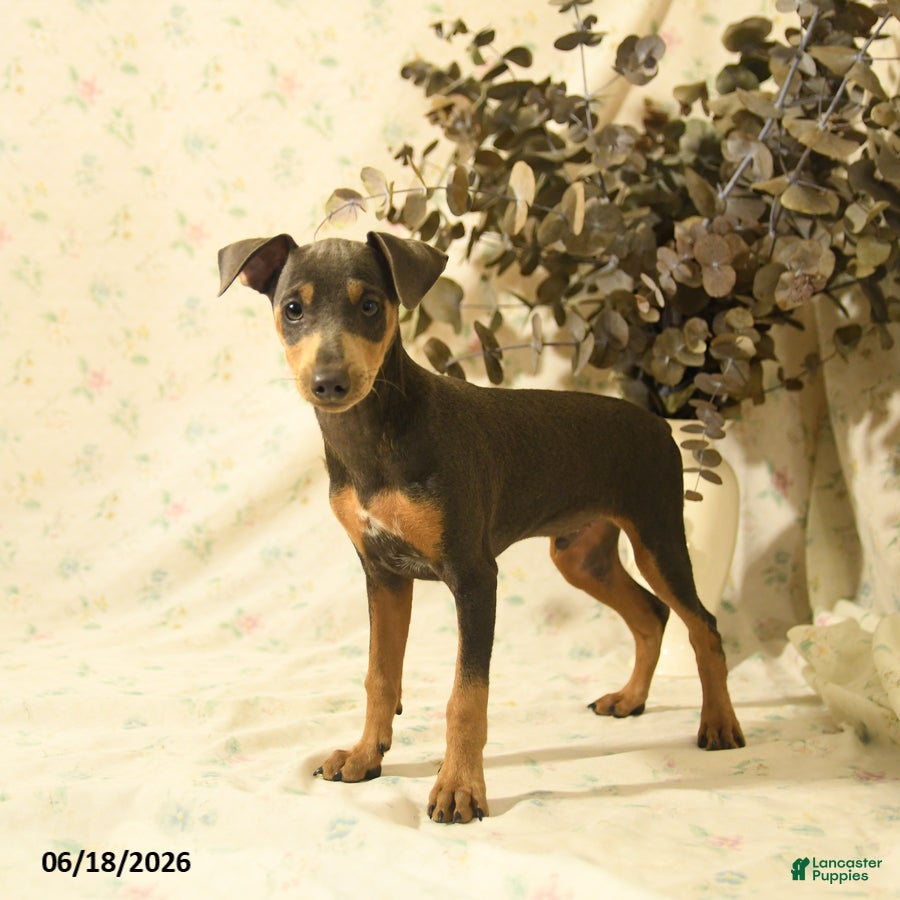 Miniature Pinscher dogs Phineas - Ad 1