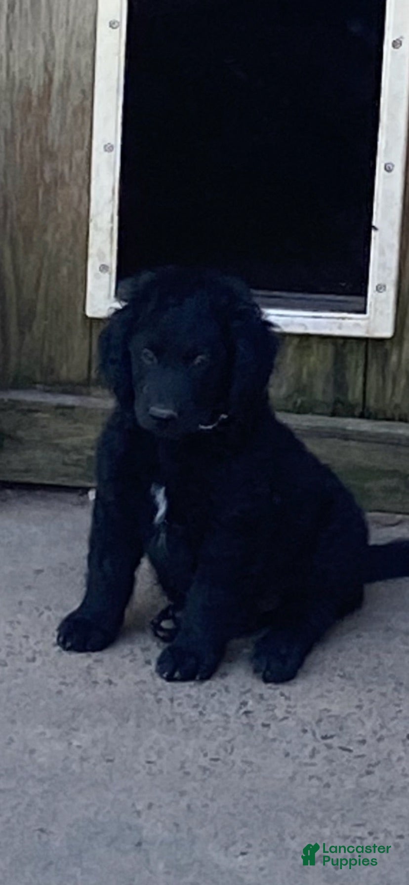 Goldendoodle dogs Goldendoodle 5 - Ad 7