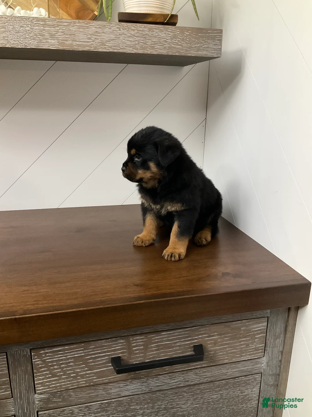 Rottweiler dogs for sale: Rottweiler Puppy 4 - Ad 5