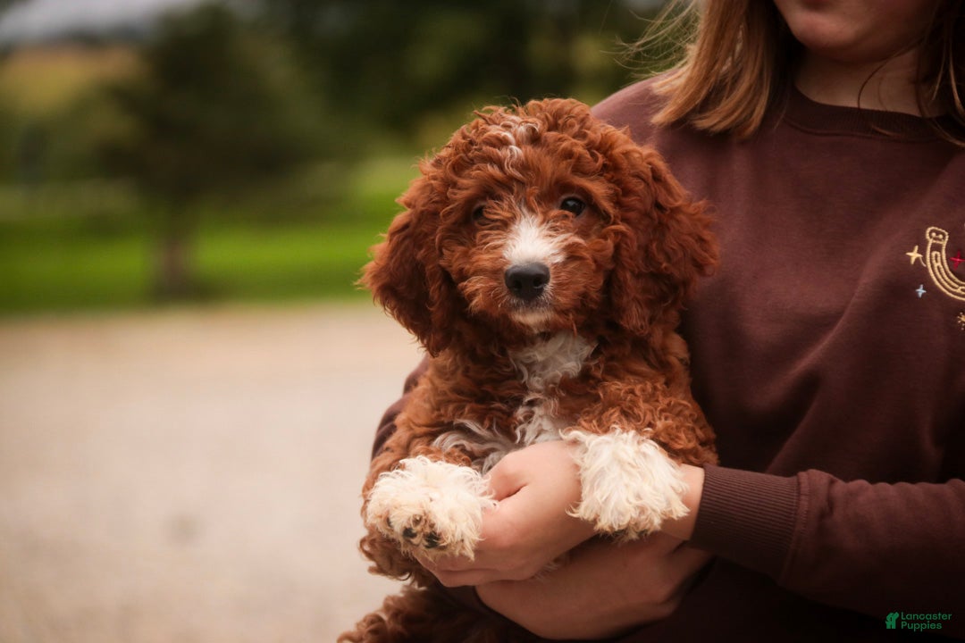 Cavapoo