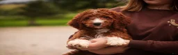 Cavapoo dogs for sale: Rory Cavapoo  - Ad 7