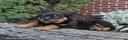 Rottweiler dogs for sale: Bear - Ad 4