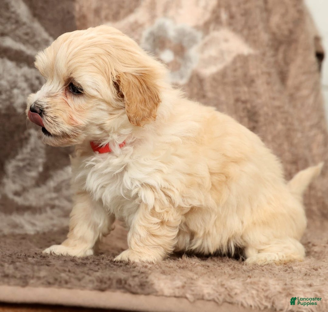 Maltipoo dogs for sale: Molly - Ad 8
