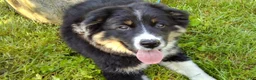 Australian Shepherd dogs for sale: Skip - Ad 3