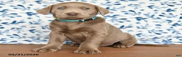 Labrador Retriever dogs for sale: Griffin - Ad 2