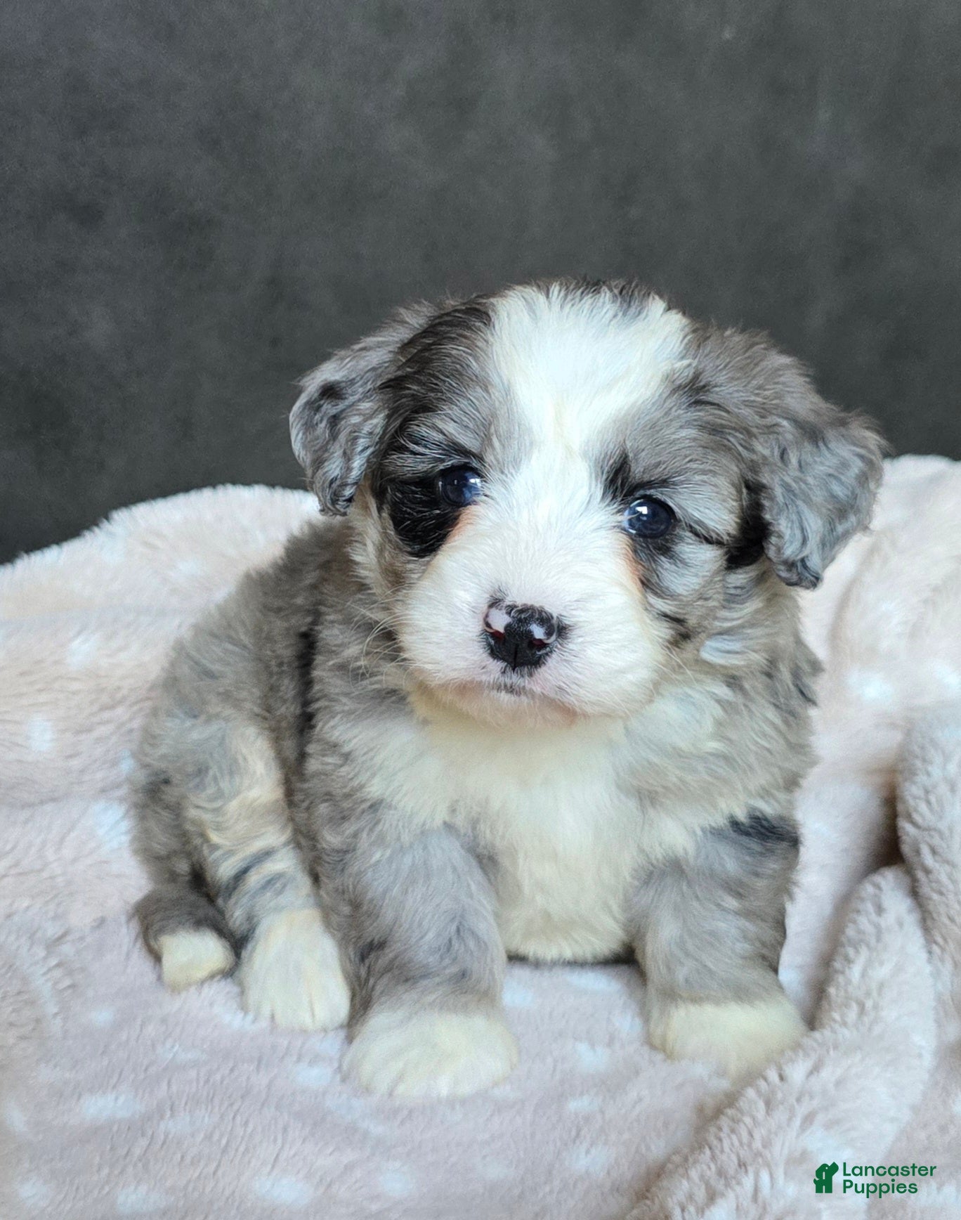 Mini Bernedoodle dogs Mini Willow - Ad 2