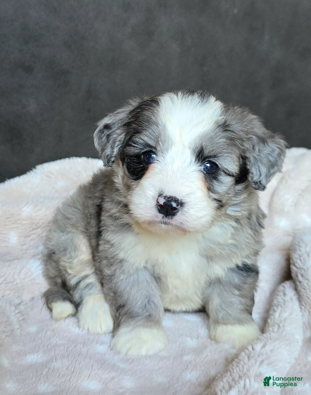 Mini Bernedoodle dogs for sale: Mini Willow - Ad 2