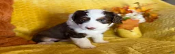 Mixed Breed dogs for sale: Mirabel - Ad 4