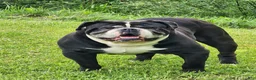 Olde English Bulldogge dogs for sale: Olde English Bulldogge Puppy 2 - Ad 3