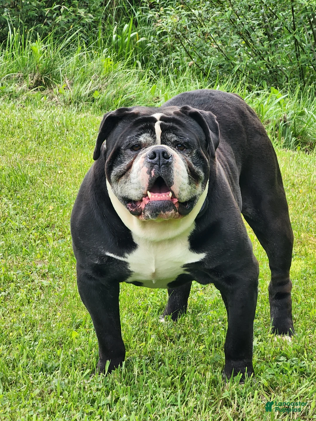 Olde English Bulldogge dogs for sale: Olde English Bulldogge Puppy 2 - Ad 3