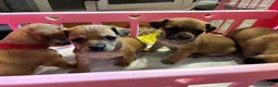 Mixed Breed dogs for sale: Tulip - Ad 3