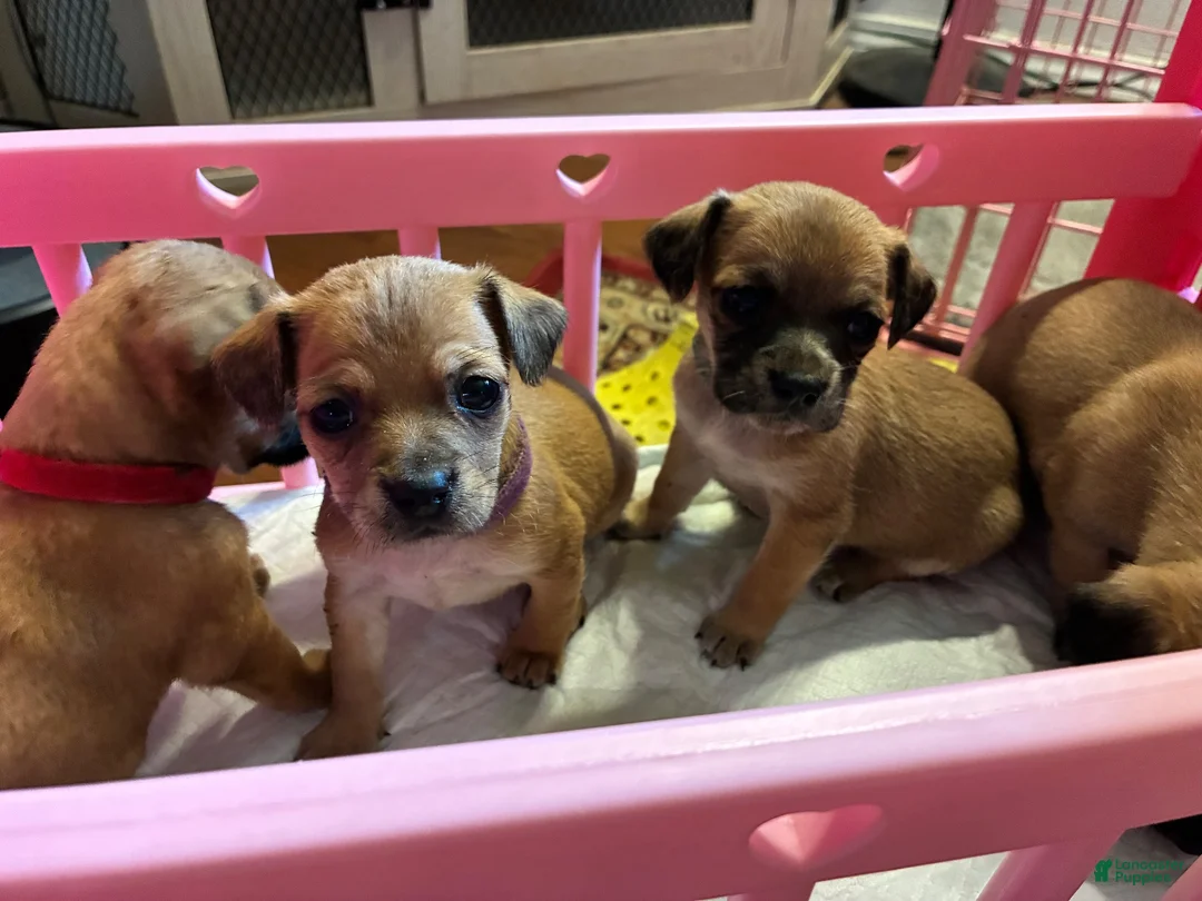Mixed Breed dogs for sale: Tulip - Ad 3