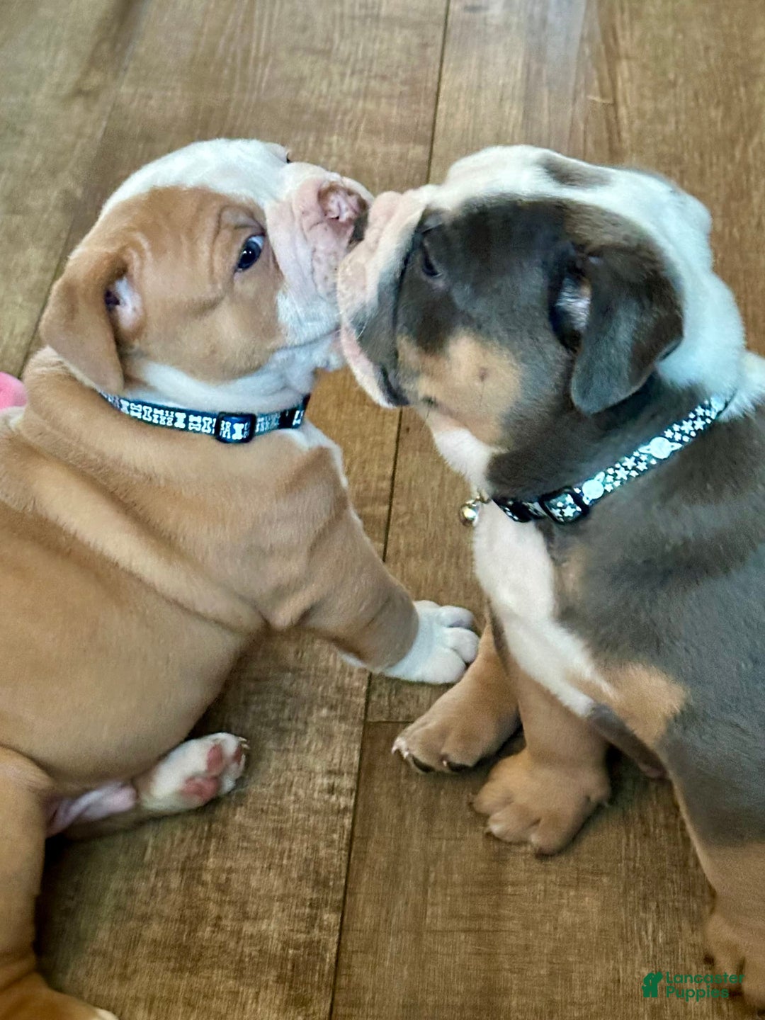 Gallery Image {{count}}