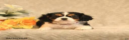 Cavalier King Charles Spaniel dogs for sale: Ion - Ad 4
