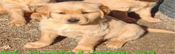 Golden Retriever dogs for sale: Golden Retriever Puppy Pink Girl - Ad 1