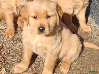 Golden Retriever dogs Golden Retriever Puppy Pink Girl - Ad 5