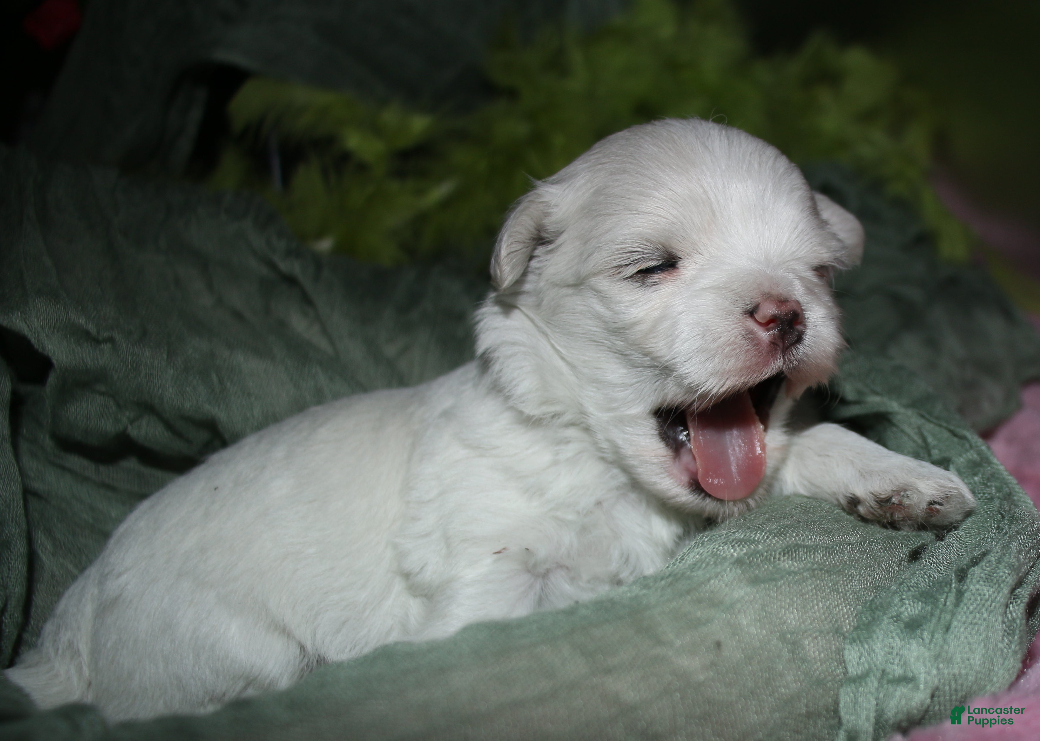 Maltese dogs for sale: Stumpy - Ad 4
