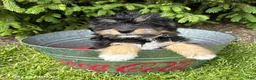 Bernedoodle dogs for sale: Boaz - Ad 3